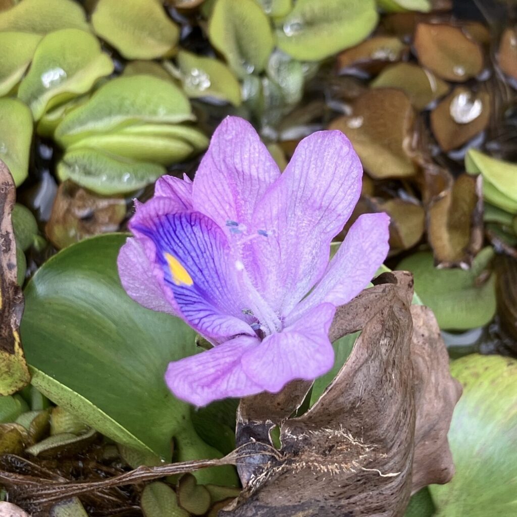 10月　ホテイアオイの花